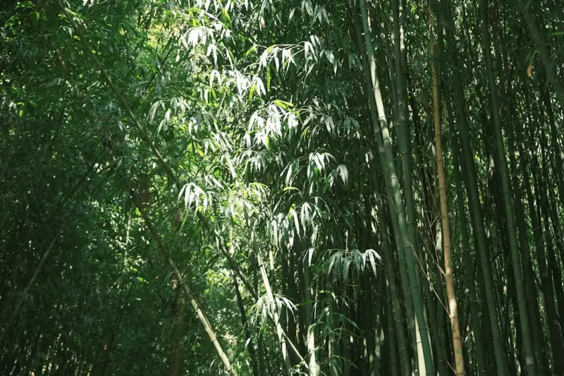 企业文化诊断与高绩效管理：基于引导工具的团队凝聚力提升方案